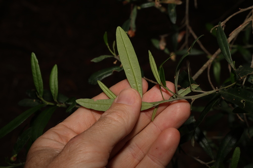 Image of Nematolepis squamea by (c) Greg Tasney, some rights reserved (CC BY-SA)