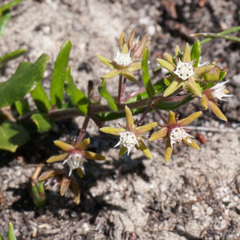 Aspidoglossum heterophyllum