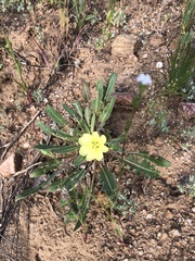 Oenothera primiveris primiveris