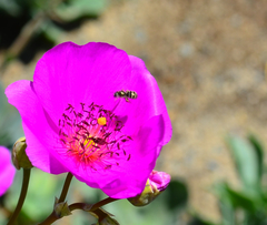 Halictus tripartitus