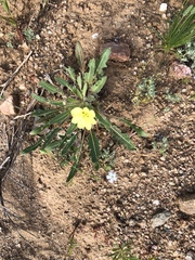 Oenothera primiveris primiveris
