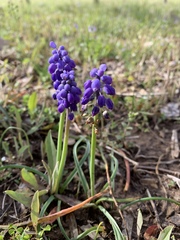 Muscari botryoides