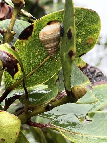 Partulina variabilis observed 2023-12-20