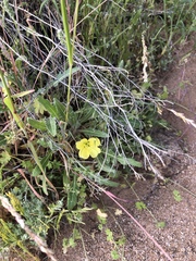 Oenothera primiveris primiveris