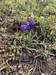 Muscari botryoides