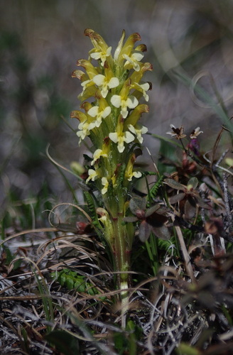 Pedicularis oederi iNat (1)