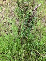 Melica californica
