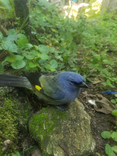Yellow-winged Tanager (Thraupis abbas), photo 9