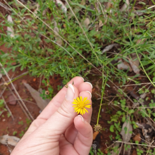 Image of Calotis lappulacea by (c) Shelomi Doyle, some rights reserved (CC BY)