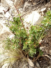 Berberis boliviana