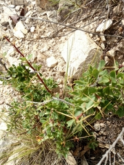 Berberis boliviana