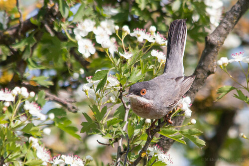 Menetries's Warbler (Curruca mystacea), photo 4