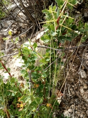 Berberis boliviana