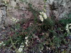Antirrhinum siculum