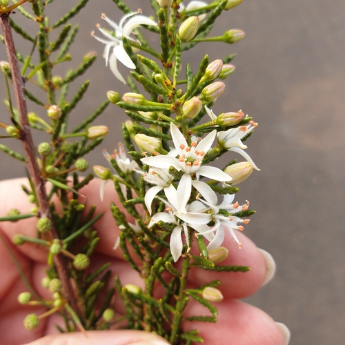 Image of Philotheca Linearis (Philotheca linearis) by (c) Shelomi Doyle, some rights reserved (CC BY)