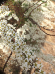 Spiraea thunbergii