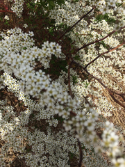 Spiraea thunbergii