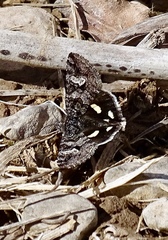 Litocala sexsignata