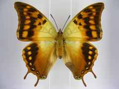 Charaxes candiope