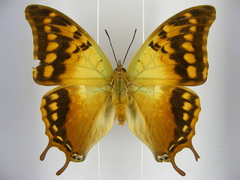 Charaxes candiope