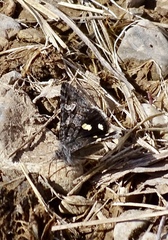 Litocala sexsignata