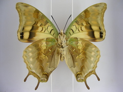 Charaxes candiope