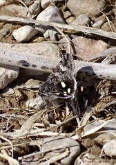 Litocala sexsignata