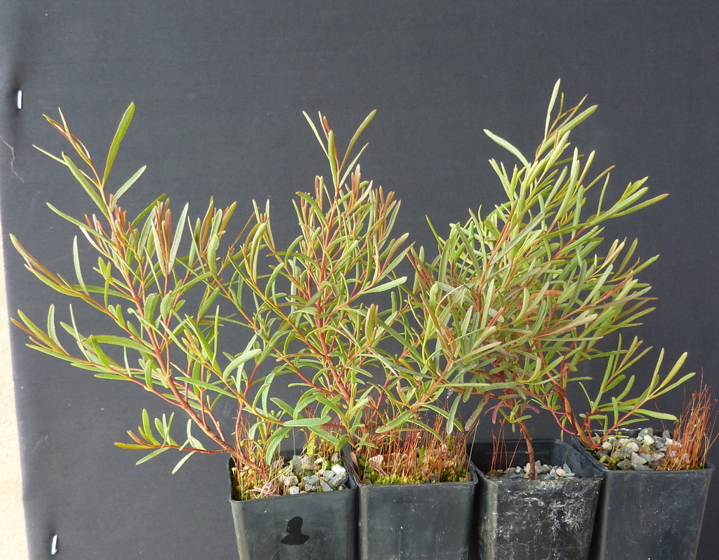 Eucalyptus olivina Brooker & Hopper