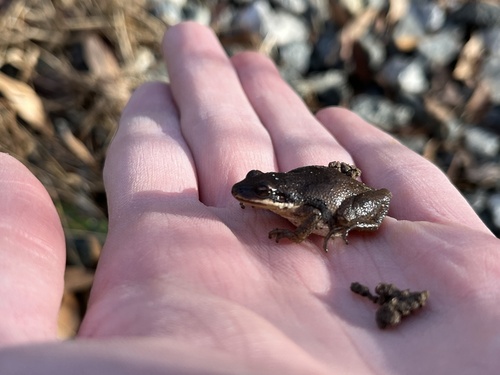 Upland Chorus Frog (Pseudacris feriarum), a species recorded in Georgia