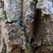 Acrocordia gemmata - Photo (c) Jurga Motiejūnaitė,  זכויות יוצרים חלקיות (CC BY-NC), הועלה על ידי Jurga Motiejūnaitė