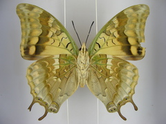 Charaxes candiope