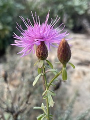 Centaurea aplolepa, photograph (c) Daniele Giugia, some rights reserved (CC BY)