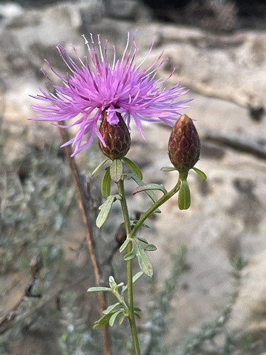 Centaurea aplolepa, photograph 6