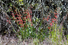Penstemon centranthifolius