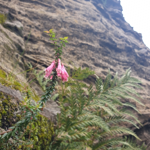 Image of Epacris reclinata by (c) Shelomi Doyle, some rights reserved (CC BY)
