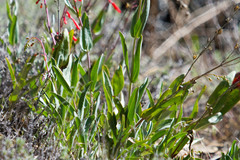 Penstemon centranthifolius