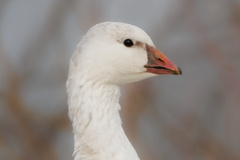 Ross's Goose photo 5