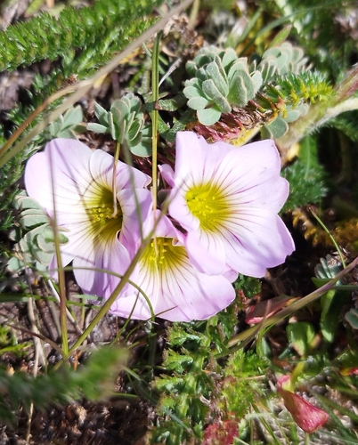 Image of Oxalis enneaphylla by no rights reserved
