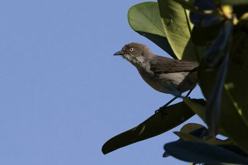 Drab Hemispingus (Pseudospingus xanthophthalmus), photo 4