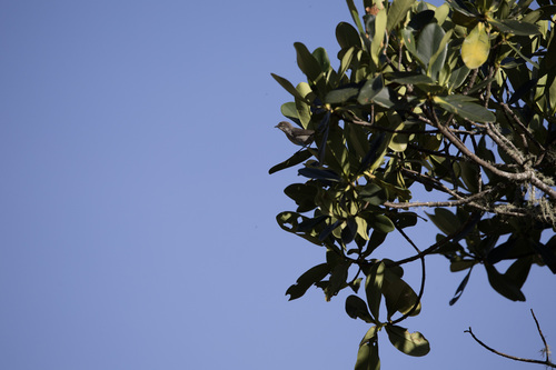 Drab Hemispingus (Pseudospingus xanthophthalmus), photo 4