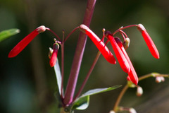 Penstemon centranthifolius