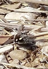 Litocala sexsignata