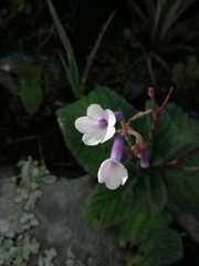 Streptocarpus meyeri
