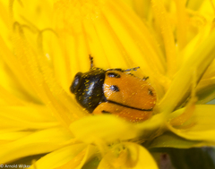 Cryptocephalus rugicollis