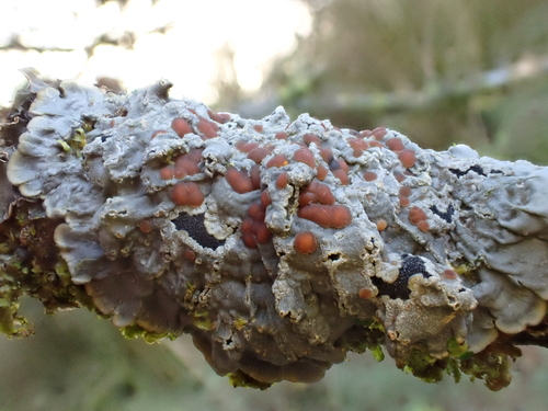 Pectenia cyanoloma