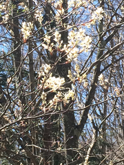 Amelanchier arborea arborea