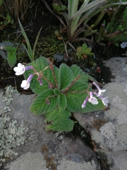 Streptocarpus meyeri