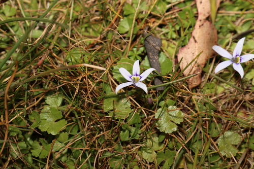 Image of Isotoma fluviatilis by (c) Greg Tasney, some rights reserved (CC BY-SA)