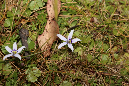 Image of Isotoma fluviatilis by (c) Greg Tasney, some rights reserved (CC BY-SA)