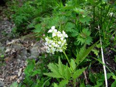 Cardamine leucantha